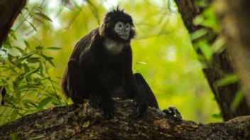 L’habitat De Lutung Java à Muaragembong Bekasi Menacé Par Le Rétrécissement Des Terres De Mangrove