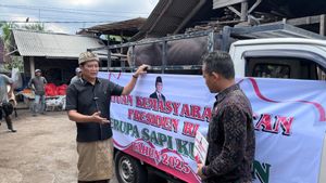 Prabowo Sacrificed Half A Ton Of Cow In Jembrana