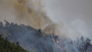 KLHK Pulihkan Ekosistem yang Rusak Akibat Karhutla di Gunung Bromo