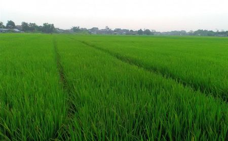 Sebanyak 80 Persen Sawah di RI Masih Tergantung Curah Hujan meski 61 Bendungan Sudah Terbangun