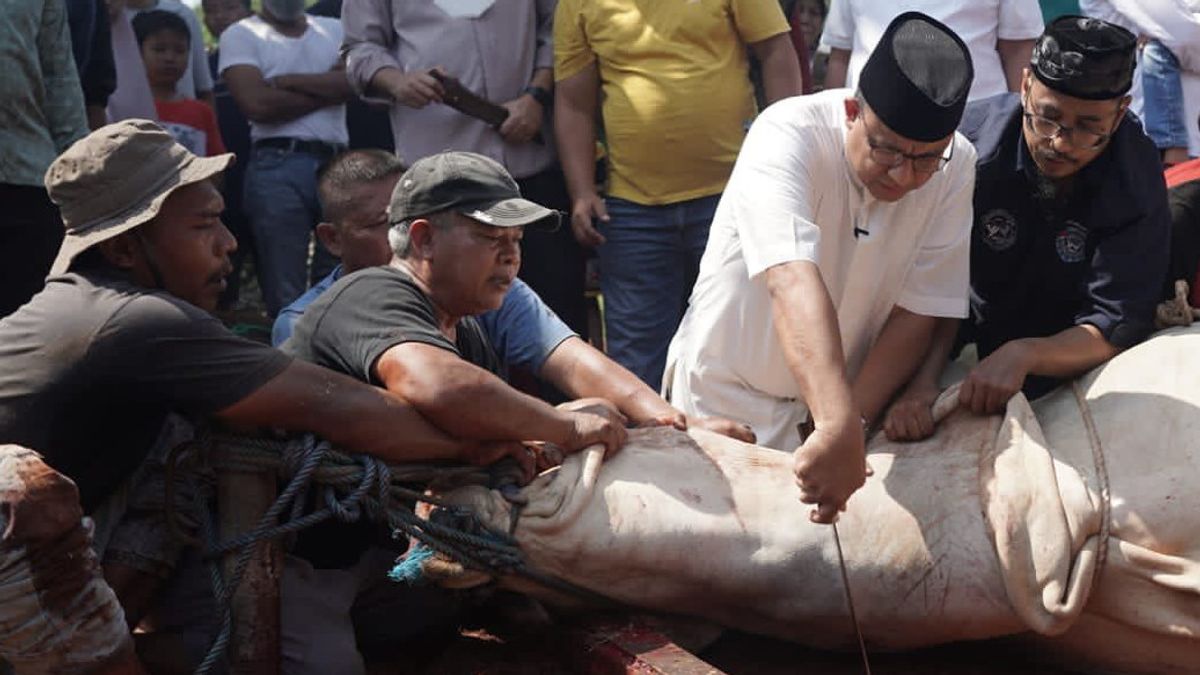 Heboh Sapi Kurban Anies Bernomor 024, Pengamat: Wajar Dikaitkan dengan Pilpres, Elektabiltasnya Moncer