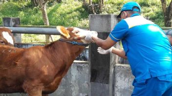 Temanggung Regency Government Deploys 222 Officers To Monitor The Slaughter Of Sacrificial Animals