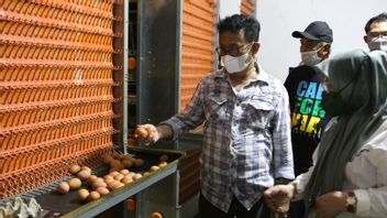 Mentan Syahrul Yasin Limpo Bawa Kabar Gembira: Ketersediaan Telur Ayam Masih Aman untuk Beberapa Bulan ke Depan
