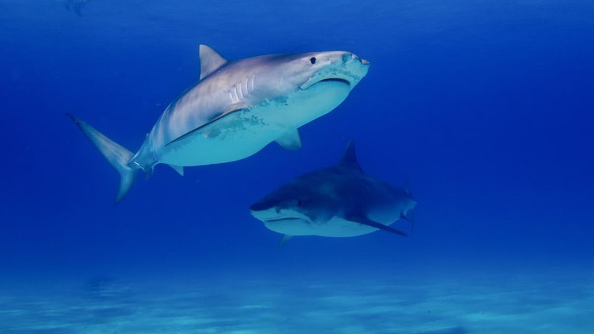 科学家说鲨鱼利用地球磁场进行导航