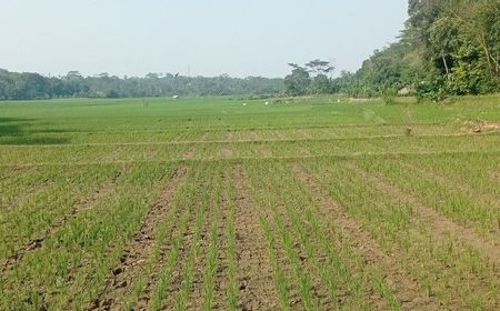 12 Kecamatan di Lebak Banten Potensi Kekeringan, BPBD Siapkan Suplai Air Bersih