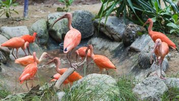 Setelah 52 Tahun, Taman Burung Terbesar di Asia Ini akan Tutup Januari Mendatang