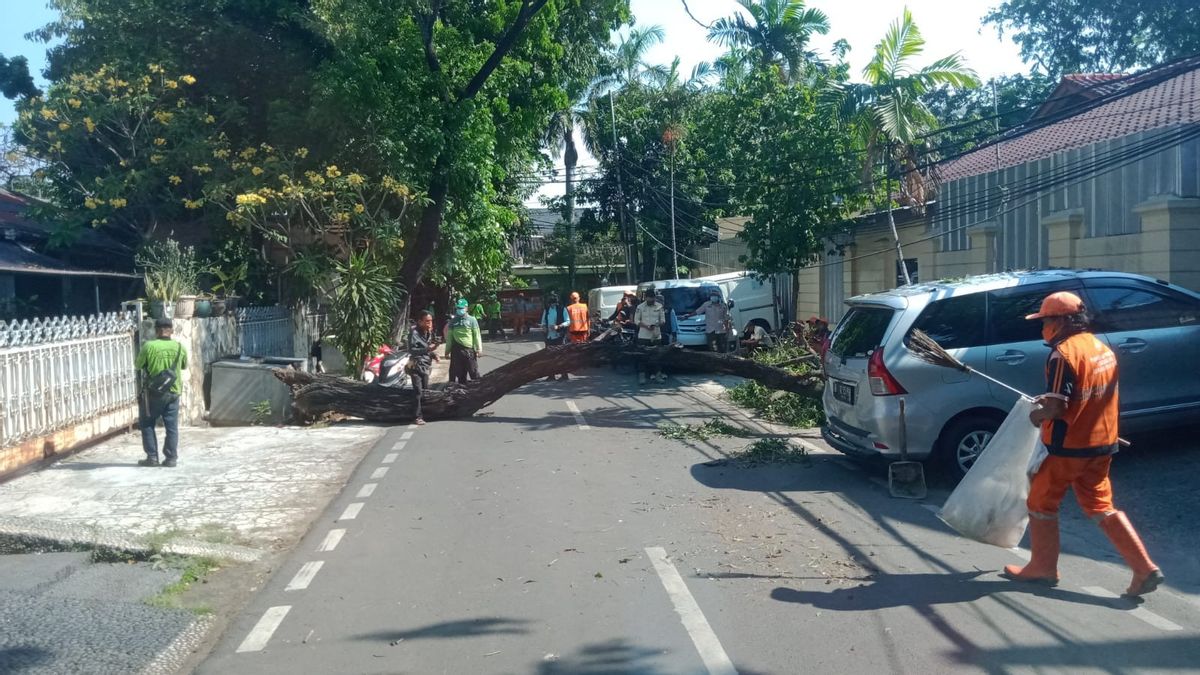 阿卡西亚树连根拔起由于多孔根， 损坏 1 汽车拥有的居民