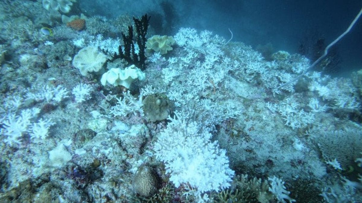 ラジャアンパットウォーターズホワイトのいくつかのサンゴ礁、なぜ?