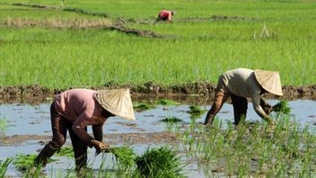 L'Indonésie est la première et devient une jeune génération d'agriculteurs