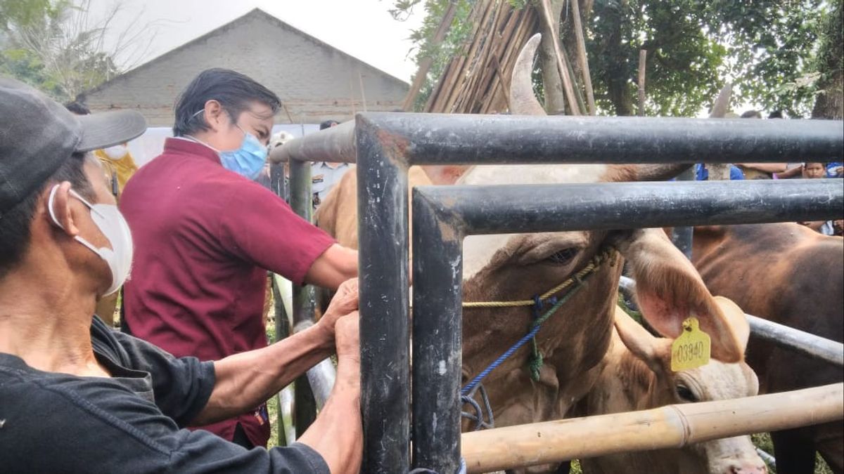 Preventing FMD, 600 Animals In Tangerang Regency Receive Vaccine Doses
