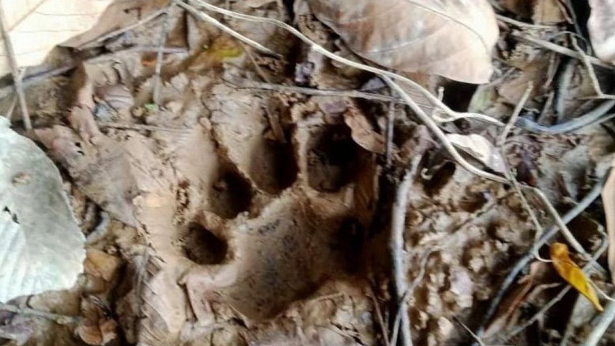 Dozens Of Tiger Footprints Found In Jambi Plantation, Residents Who Want To Garden Are Asked Not To Go Alone