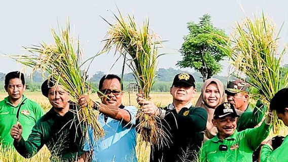 There Are Hundreds Of Hectares Of Rice Field Varieties Superior In Situbondo Ready To Harvest