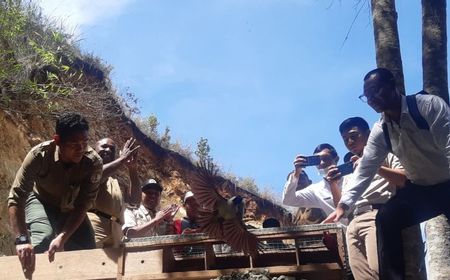 13 satwa Titip Rawat Ditreskrimsus Polda Papua Dilepasliarkan ke Habitat Asli