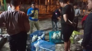 Penyelundup 31 Burung Kakatua Jambul Kuning di Baubau Ditangkap Gakkum LHK