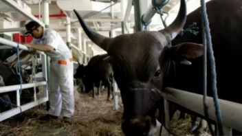 مرض أظافر الفم يهاجم الحيوانات في لامونغان ، الحكومة تطلب من السكان عدم الذعر