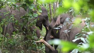 BKSDA Aceh Putar Otak Cari Strategi Atasi Konflik Gajah dengan Manusia