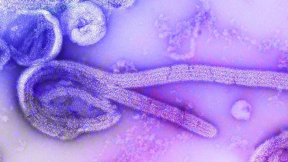 刚果东部3例埃博拉新病例，发现于上次疫情中心城市