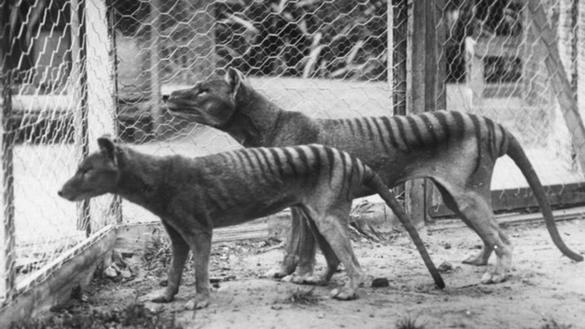 Australian Scientists Research Technology Development To 'Restore' Extinct Tasmanian Tiger