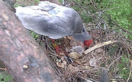 Pertama dalam 42 Tahun Terakhir, Telur Burung Crested Ibis Menetas di Alam Liar