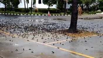继巴厘岛和苏卡布米之后的第三位，数百头麻雀再次在西雷邦市政厅办公室坠落