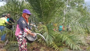在718家ISPO认证公司中，有560家Gapki承诺实现印度尼西亚棕榈油行业的可持续发展