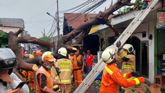 大雨和强风，鳄梨树高达15米以下受伤2名居民喝咖啡