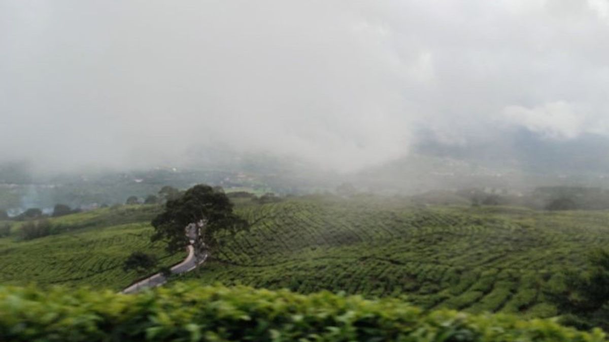 Peremajaan Alam, Jalur Pendakian ke Gunung Dempo Sumsel Ditutup hingga 25 Maret
