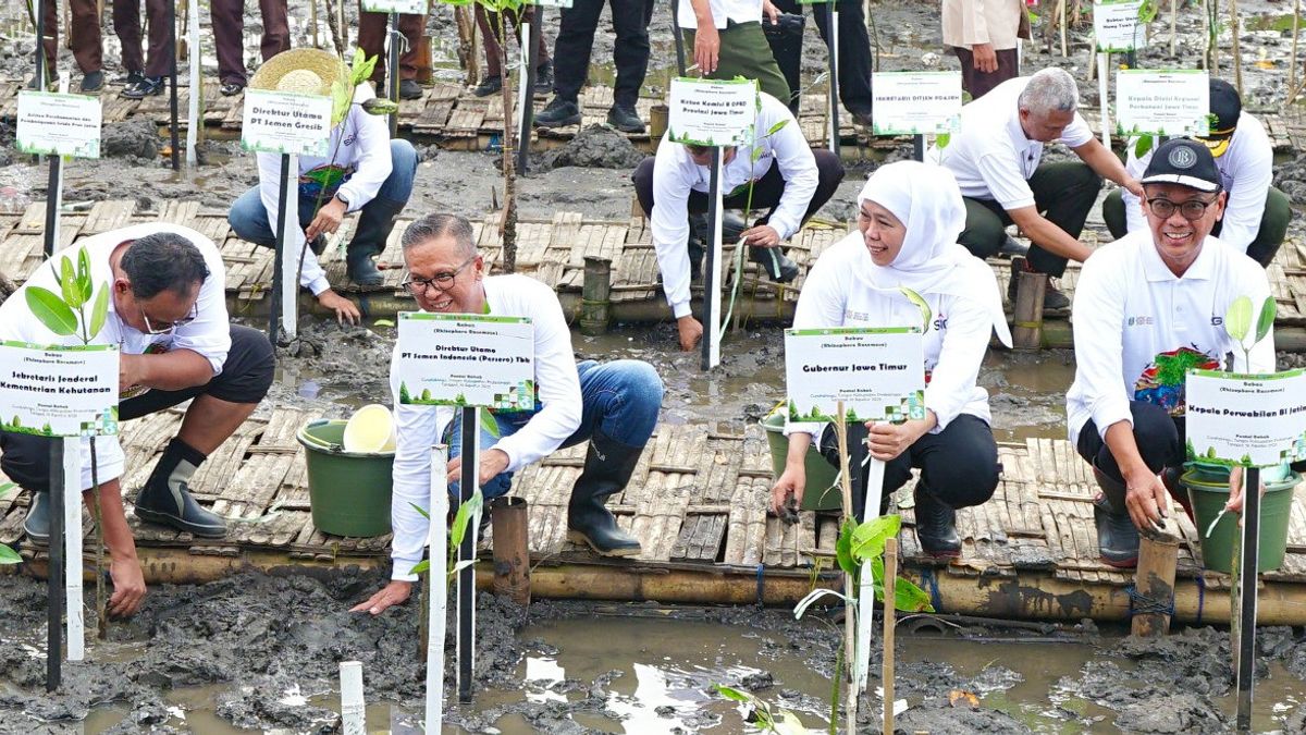 Support East Java Leadership In Conservation Of Hayati Mangrove, GIS Plants 17,845 Bakau Seeds In Probolinggo