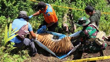 Dead Tiger In Bukit Meueh Village, South Aceh, 19 People Questioned By Police