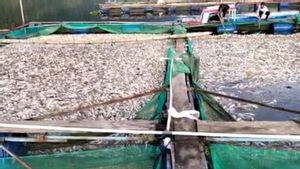 15 Ton Ikan di Danau Ranau Lampung Barat Mati Akibat Rendahnya Oksigen, Kerugian Ditaksir Rp330 Juta