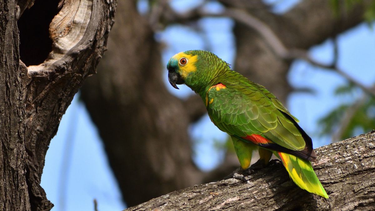 5 Facts About▁buruk Parrot, A Bird With A Long And Smart Age