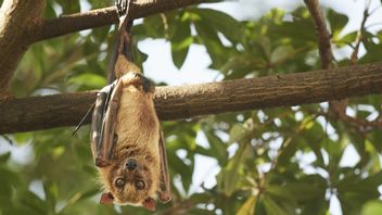 Scientists Discover Unique Bats That Can Protect Themselves Like Bees