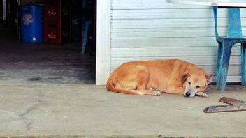 في سنغافورة ، يمكن تغريم جلب الكلاب في الشوارع دون حبال 3 آلاف دولار