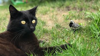 Lindungi Burung Langka, Kota di Jerman Larang Kucing Peliharaan Keluar Rumah Selama Musim Kawin: Denda Rp700 Juta Menanti Pelanggar