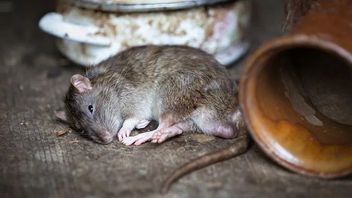 The Origin Of Hantavirus From China And Recognize Its Early Symptoms