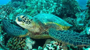يقول الخبراء التلوث الكيميائي على الحاجز المرجاني العظيم مما تسبب في تشوه الحيوانات وميتة
