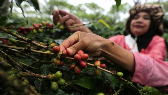 促进Gayo咖啡出口，政府在亚齐开设外汇村
