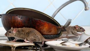 Akibat Leptospirosis, 101 Orang Meninggal Dunia Selama Januari hingga Juni 2025   