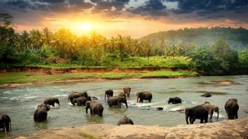 BKSDA Riau Giring Kawanan Gajah Liar Jauhi Permukiman Warga