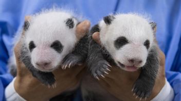 Perdana, Everland Rilis Foto Anak Panda Giant Kembar Berusia Satu Bulan