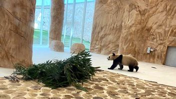 在2022年世界杯前夕，两只中国大熊猫抵达卡塔尔：被命名为阿拉伯，模仿四川山茂密的森林