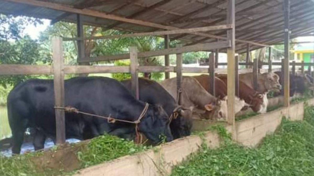 156 Cows Infected With FMD, The Siak Ministry Of Agriculture Continues To Intensify Vaccination