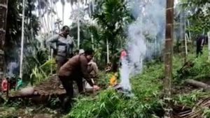 62.800 Pohon Ganja Ditemukan Aparat Gabungan di Aceh