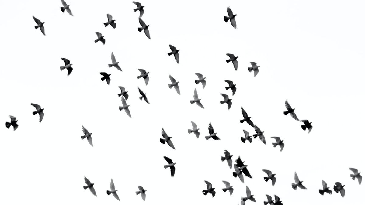 مئات من العصافير الميتة تسقط لا تنجذب إلى الشؤون الصوفية