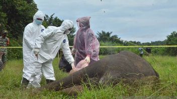 Poison Found In The Body Of A Dead Elephant Without A Head In Aceh