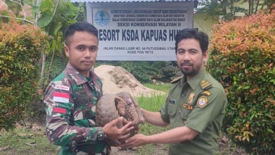 Give Understanding About Protected Animals, Pangolins To Be Smuggled Handed Over To The Indonesian-Malaysia Pamtas Task Force