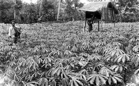 Siasat Bertahan Hidup di Masa Penjajahan Jepang dengan Makan Singkong