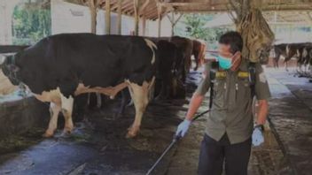 南カリマンタンでFMDによって最初に確認された39頭の牛が回復しました