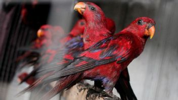 BKSDA akan Lepas 32 Burung Nuri Sitaan ke Suaka Alam Masbait Pulau Buru