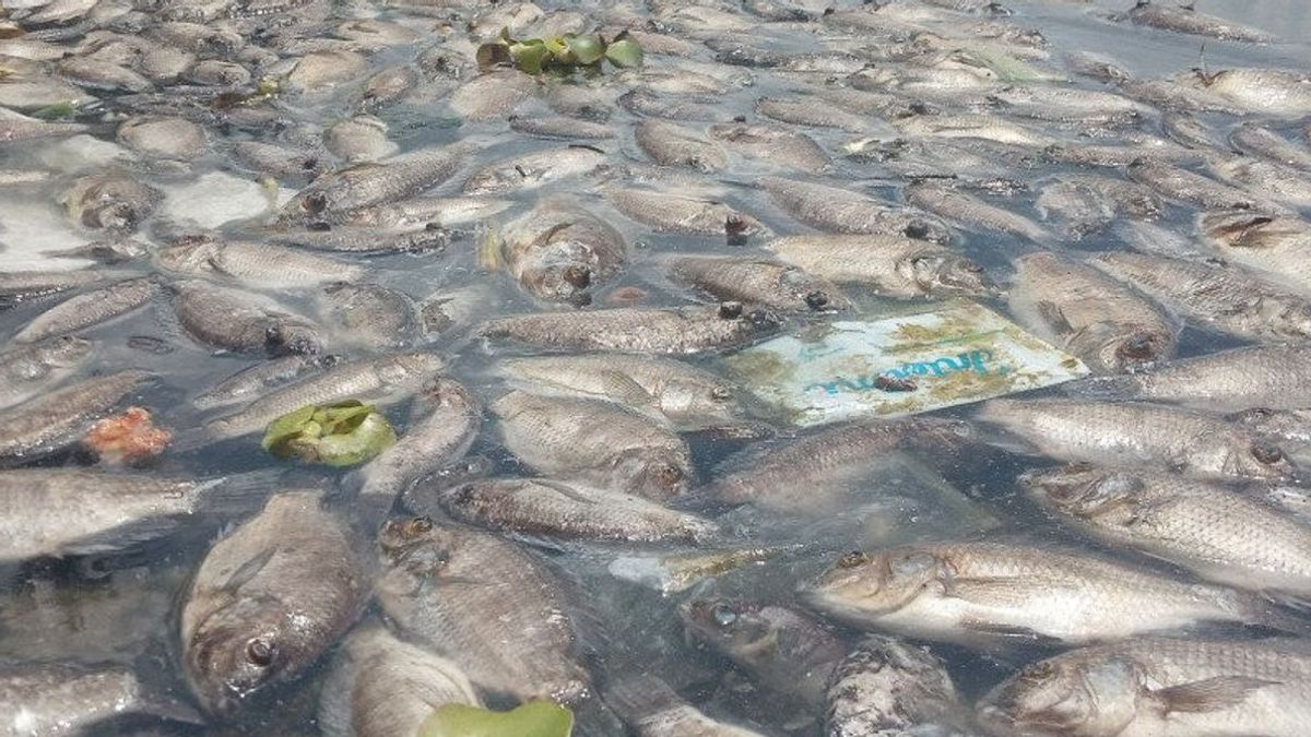 マニンジャヌ湖で死ぬ魚が増え、1,455トン